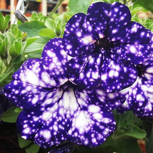 Rare Night Sky Petunia Seeds - 500+ Dwarf Wave Petunia Flower Seeds for Planting Home Garden Non-GMO Heirloom Seeds