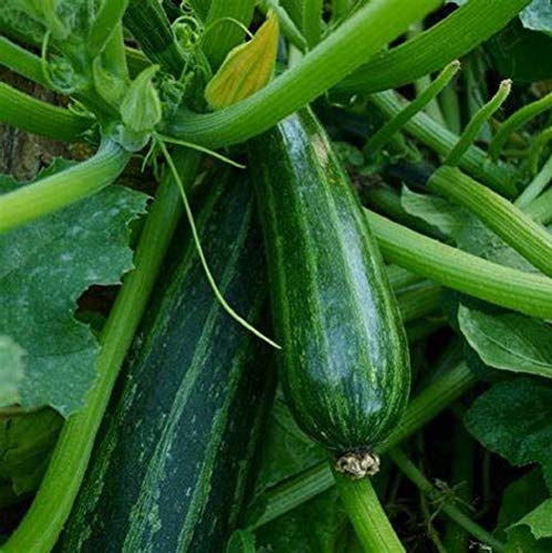 Cocozelle Summer Squash Seeds 25 Count, COOL BEANS N SPROUTS' Brand. Heirloom. Non-GMO. Home Gardening.