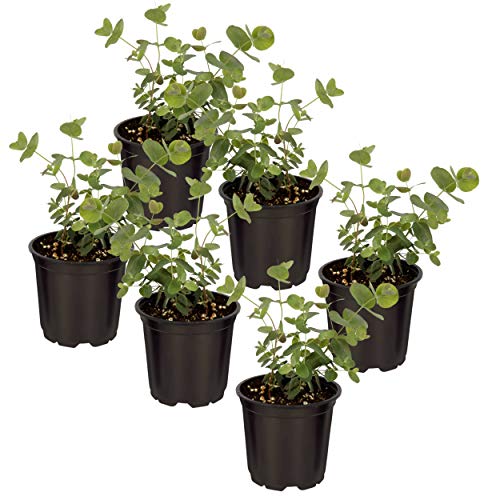 Live Aromatic and Healthy Herb - Eucalyptus (6 Per Pack), Assorted Varieties - Natural Air Purifier, 8' Tall by 3' Wide in 1 Pint Pot