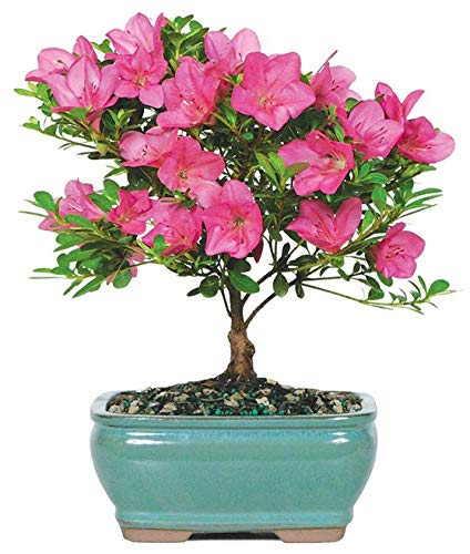 Brussel's Bonsai Live Satsuki Azalea Bonsai, Outdoor, Live Flowering Bonsai Tree - Small, 5 Years Old, 5 to 8 inches Tall - Ceramic Bonsai Pot
