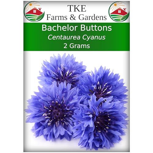 TKE Farms & Gardens - Bachelor Buttons, Blue Cornflower, Seeds for Planting, 2 Grams, 500 Heirloom Seeds, Non-GMO, Packet Includes Instructions for Growing, Centaurea cyanus, Qty 1