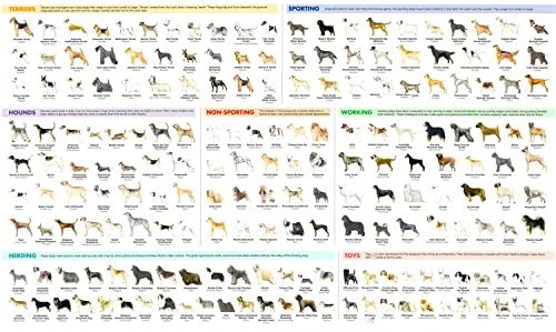 Breeds of Dog Chart Poster 24'x36' Paper Poster Dog Breeds