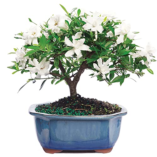 Brussel's Live Gardenia Outdoor Bonsai Tree - 4 Years Old; 6' to 8' Tall with Decorative Container - Not Sold in Arizona