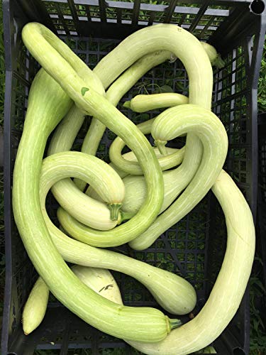 15 TROMBONCINO RAMPICANTE (YNKS2) Seeds Italian Climbing Zucchini Snake Squash Super Fast Growing Trombocino Tromba d'Albenga