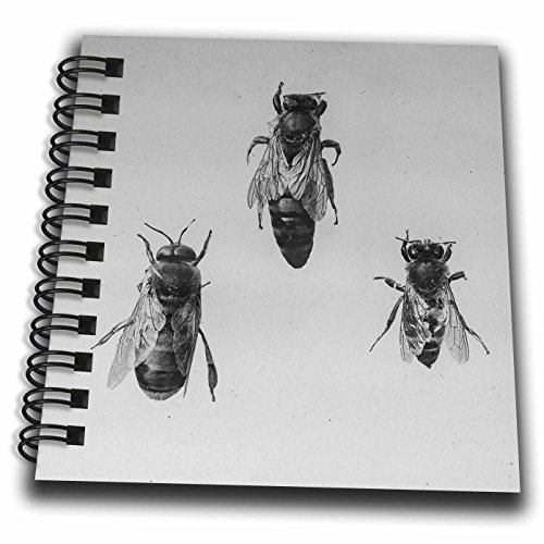 3D Rose Queen Drone Worker Bee Keeping Apiology Apiarist Insects Vintage Mini Notepad, 4' x 4'