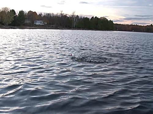 Giant Black Crappie of Ontario