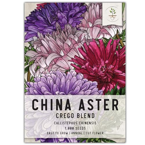 Seed Needs, Crego Blend China Aster Seeds - 1,000 Heirloom Seeds for Planting Callistephus chinensis - Colorful Blooms That Make an Excellent Cut Flower (1 Pack)
