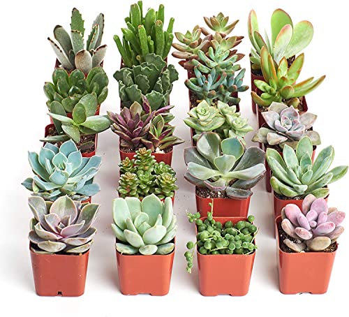 Shop Succulents Unique Succulent Plant Pack Bulk Collection - Live Mini Succulent Plants, Low Maintenance, Exceptional Colors & Textures - Wedding and Party Favors, Gift & Garden, Pack of 20,Mix