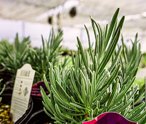 Greenwood Nursery/Live Perennial Plants - Phenomenal Lavender + Lavandula x Intermedia - [Qty: 2X Pint Pots] - (Click for Other Available Plants/Quantities)