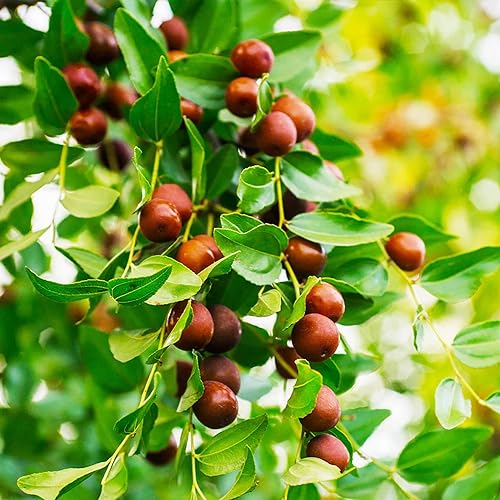 CHUXAY GARDEN Ziziphus Jujuba Seed 20 Seeds Edible Sweet Fruit Outdoor Red Chinese Date Tree Juicy Organic Non-GMO Fruits High Yield Flourishing Great Ornamental Features Easy to Grow & Maintain