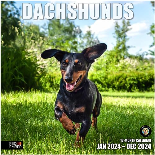 RED EMBER Dachshunds 2024 Hangable Monthly Wall Calendar | 12' x 24' Open | Thick & Sturdy Paper | Giftable | Cute Weiner Dog | Delightful Dachshunds