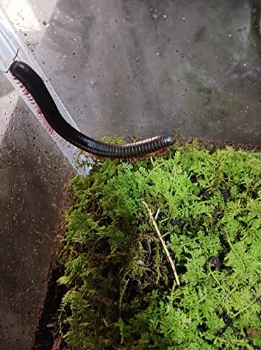 Live Giant Adult North American Millipede, 3'- 4'! Great Pet, Very Relaxing to Watch.