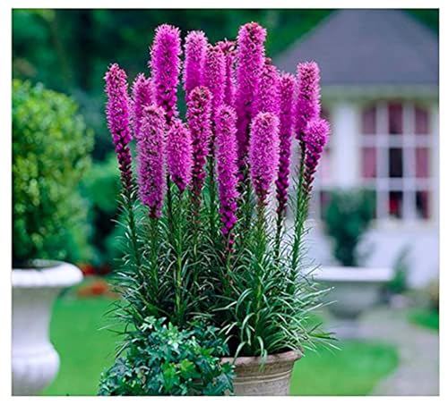 Purple Liatris Spicata - 5 Bulbs - Blazing Star