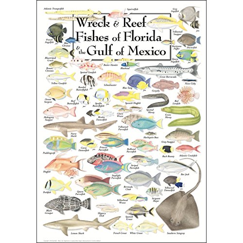 Earth Sky + Water Poster - Wreck & Reef Fishes of Florida & The Gulf of Mexico