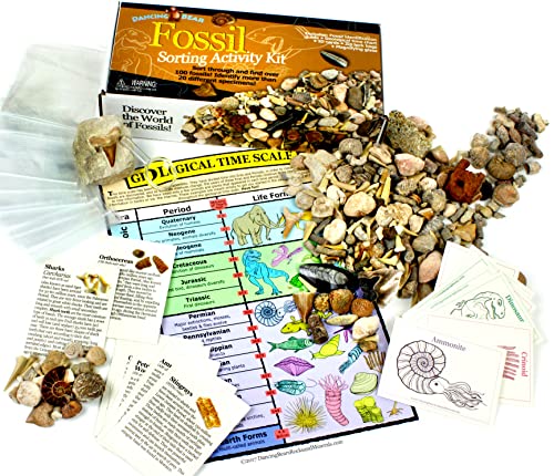 DANCING BEAR Fossil Collection Sorting Activity Kit with over 100 Pcs (more than 20 different fossil varieties!), Educational ID Sheet, Color ID Cards, Bags, Magnifying Glass, and Shark Teeth