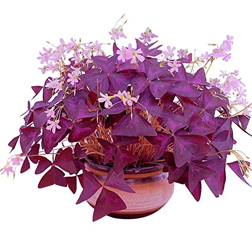 Oxalis Triangularis 10 Bulbs - Purple Shamrocks Lucky Lovely Flowers Bulbs Grows Indoor or Outdoor