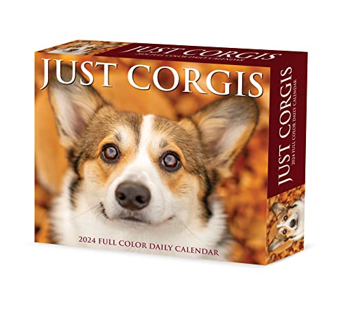 Willow Creek Press Corgis Daily 2024 Box/Desk Calendar (5.86' x 4.72')