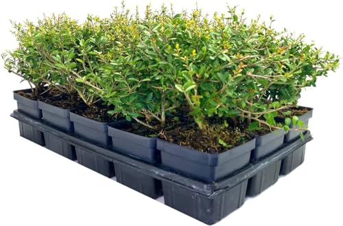 Dwarf Yaupon Holly | 10 Live 4 Inch Pots | Ilex Schilling Stokes Vomitoria | Drought Tolerant Low Maintenance Evergreen Hedge
