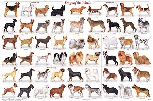 (24x36) Laminated Dogs of the World Educational Animal Chart Poster