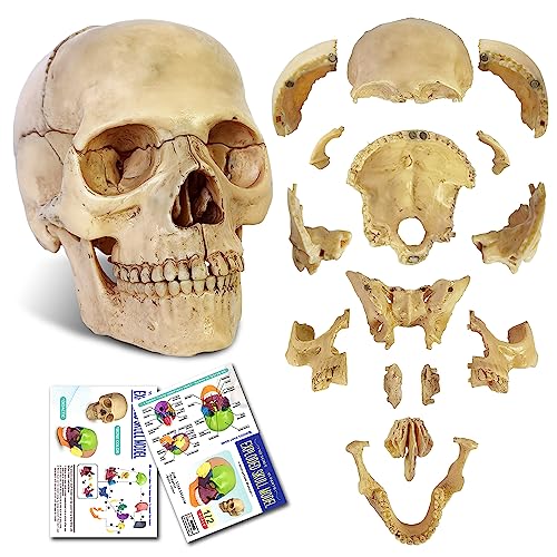 NEW HORIZON 2023 Newest Anatomy Exploded Skull Model,Human Medical Skull Model Dental ClinicTeaching Equipment,Medical Teaching Learning