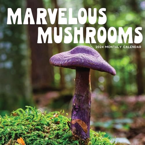 Mushroom Calendar 2024 | 12' x 24' Wall Calendar 16 Month| Marble City Press: Marvelous Mushrooms | Foraging Tips, Hand-drawn Art, Fungi Facts, Mycology, Scientific and Common Names | Art Paper | 2023-2024 Calendar
