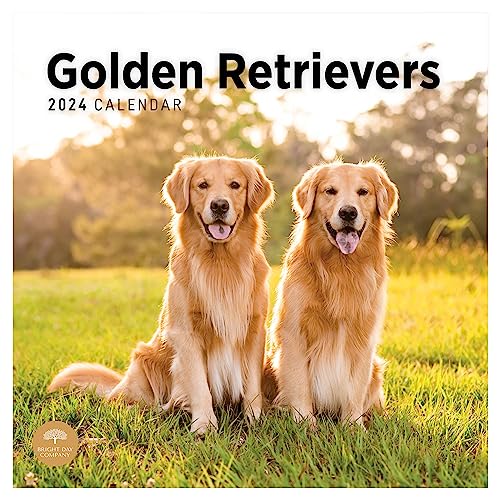 2024 Golden Retrievers Monthly Wall Calendar by Bright Day, 12 x 12 Inch Cute Dog Breed Gift