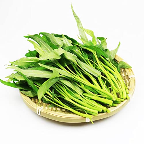 2000+ Kong Xin CAI Vegetable Seeds Water Spinach Kangkong Delicious Vegetable Seeds for Green Leaf Planting Garden Non-GMO Choy Ong Seed