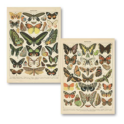 Popular Vintage French Types of Papillons Butterflies Set; Two 11x14in Paper Print Posters