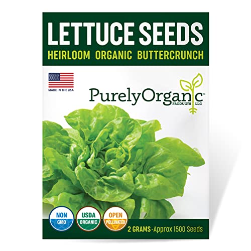 Purely Organic Lettuce Seeds (Heirloom Buttercrunch) - Approx 1500 Seeds - Certified Organic, Non-GMO, Open Pollinated, Heirloom, USA Origin