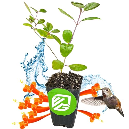 Trumpet Honeysuckle Coral Live Plant - Lonicera sempervirens - Wellspring Gardens Vibrant Blossoms, Honeysuckle Plants Live in Full Bloom Great for Nature Lovers & Gardeners- Outdoor & Indoor Planting