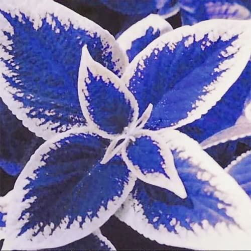 YEGAOL Garden 100Pcs Blue-White Coleus Seeds Annual Easy to Grow & Maintenance Heat Tolerant Attracts Birds & Hummingbirds Beds Boreders Patio Container Indoor Outdoor