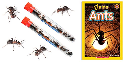 2 Tubes Live Ant Farm Ants Plus Ant Book -Bundle