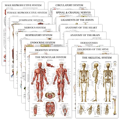 16 Pack - Anatomical Posters - Laminated - Muscular, Skeletal, Digestive, Respiratory, Circulatory, Endocrine, Lymphatic, Male & Female, Nervous, Spinal Nerves, Anatomy Charts - 18' x 24'