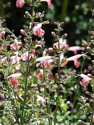30 CORAL NYMPH SALVIA Coccinea Hummingbird Sage Flower Seeds