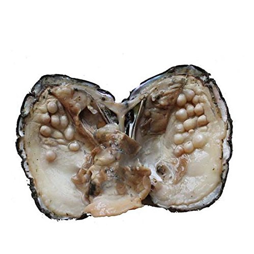 Cultured Pearls in Oysters,Cultured Freshwater Pearl Oysters with Pearls Inside Big Oyster Pearls in Oyster Anniversary Decoration for Women(5-7mm)(1 PC)