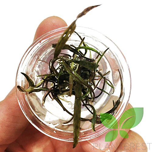 Planterest - Cryptocoryne Nurii Mini Nutri Cup Live Aquarium Plant BUY2GET1FREE