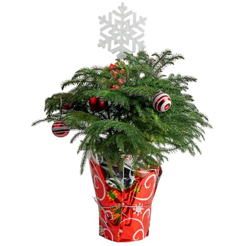 Costa Farms Live Christmas Tree, 18 to 20-Inches Tall, Decorated with Christmas Gift Wrap, Ornaments and Tree-Topper, Fresh From Our Farm