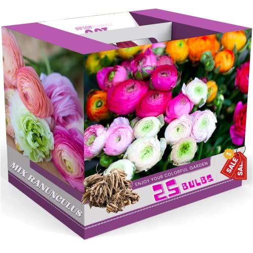 Ranunculus Bulbs for Planting, 25 Mix Ranunculus Bulbs for Fall Planting, French Peony Ranunculus Corms Bulk Ranunculus Flowers Buttercups