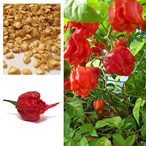 VAACNEE 100pcs Super Hot Carolina Reaper Chilli Pepper Seeds