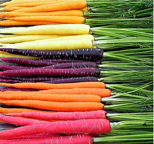 MySeeds.Co Big Pack - (3,500+) Rainbow Mix Carrot Seeds - Atomic Red, Bambino Orange, Cosmic Purple, Lunar White and Solar Yellow Seeds (Big Pack - Carrot Rainbow Mix)
