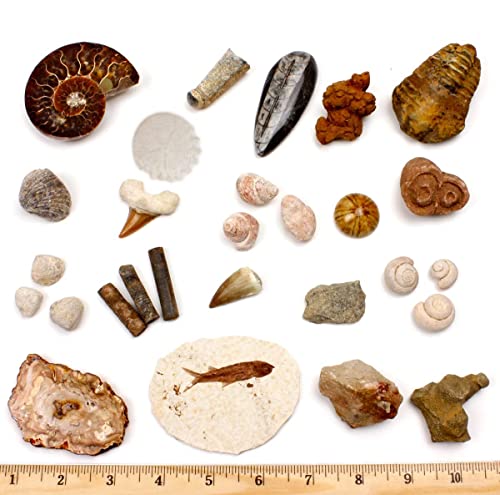 DANCING BEAR Fossil Collection Set, 20 Real Premium Specimens: Trilobite, Ammonite, Fish Fossil, Shark Tooth, Petrified Wood, Dinosaur Bone, Fossil Book, Time Scale, ID Cards, STEM Science Kit