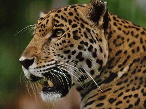 Jaguars - Brazil's Super Cats