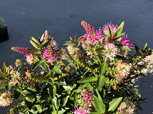 1 Starter Plant of Hebe Raspberry Ripple