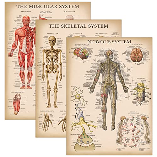 Palace Learning 3 Pack - Vintage Muscle + Skeleton + Nervous System Anatomy Poster Set - Muscular and Skeletal System Anatomical Charts - Laminated 18' x 24'