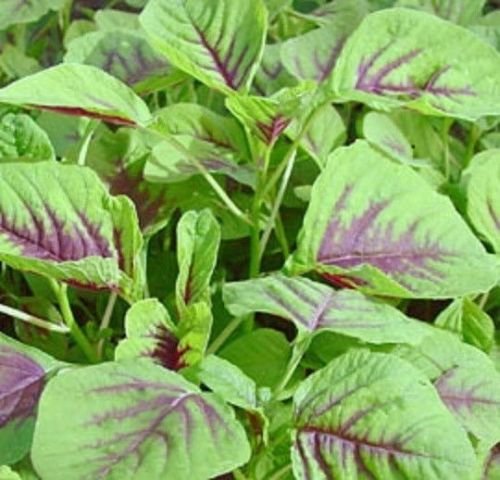 tek7070 350++ Red Amaranth Seeds, Chinese Spinach Seeds Amaranth, Yin Cho or Callaloo