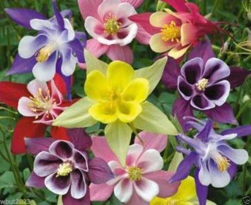 Columbine Seed ‘McKana Giants Mix’ Red/Yellow/Blue/Pink/White