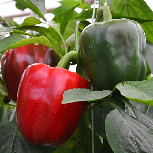 Clovers Garden King Arthur Bell Peppers – Two (2) Live Plants – Non-GMO - Not Seeds - Each 4' to 8' Tall – in 4' Inch Pots – Sweet, Ripens Green to Deep Red