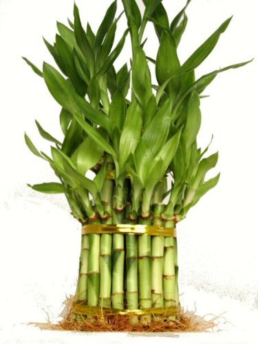 9GreenBox - 3 Tier 4' 6' 8' Lucky Bamboo for Feng Shui (Total About 38 Stalks) Home Growth USA
