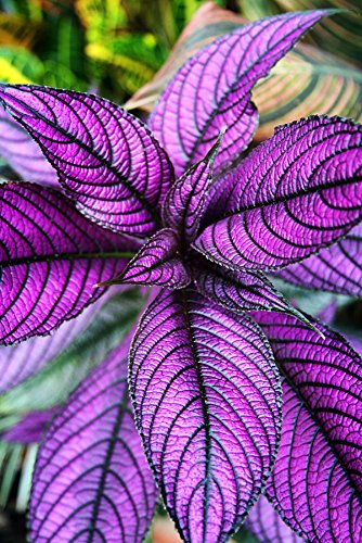 Persian Shield Live Plant - Strobilanthes - Inside/Out - 2' Pot