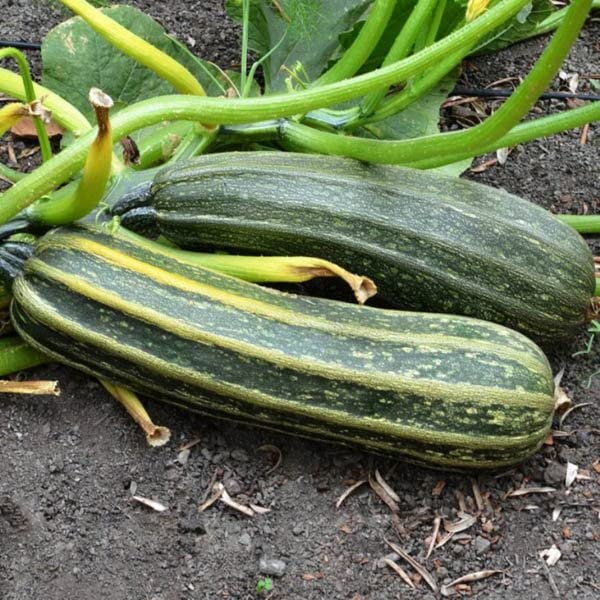 25 Cocozelle Zucchini Summer Squash Seeds for Planting. Non GMO and Heirloom. 3 Grams of Seeds. Garden Vegetable Survival
